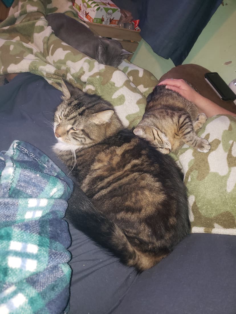 All three cats photo 1