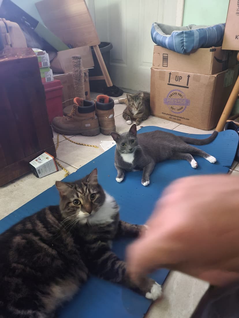 All three cats photo 2