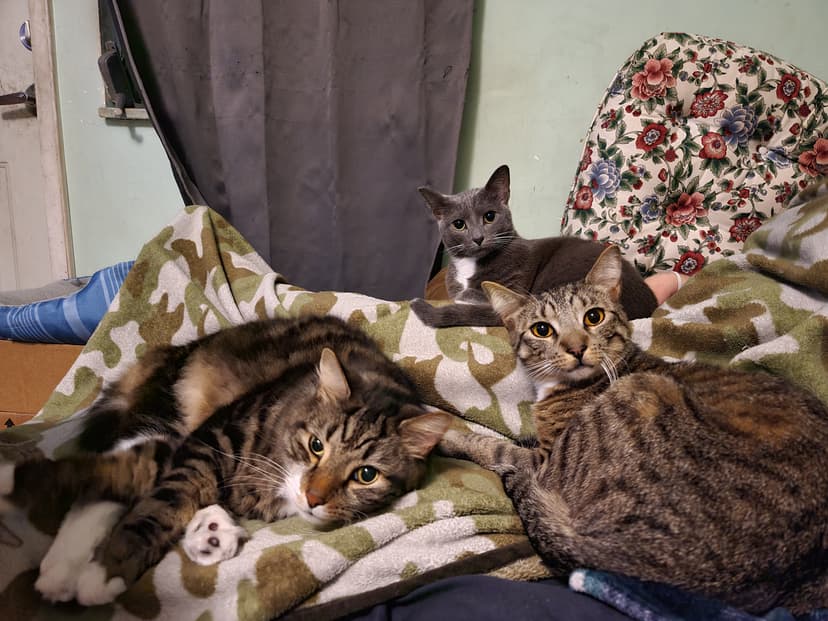 All three cats photo 3