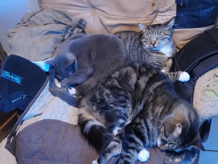 All three cats photo 4