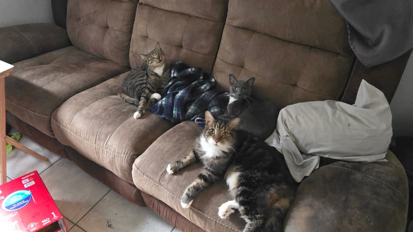 All three cats photo 5