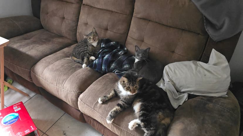 All three cats photo 6