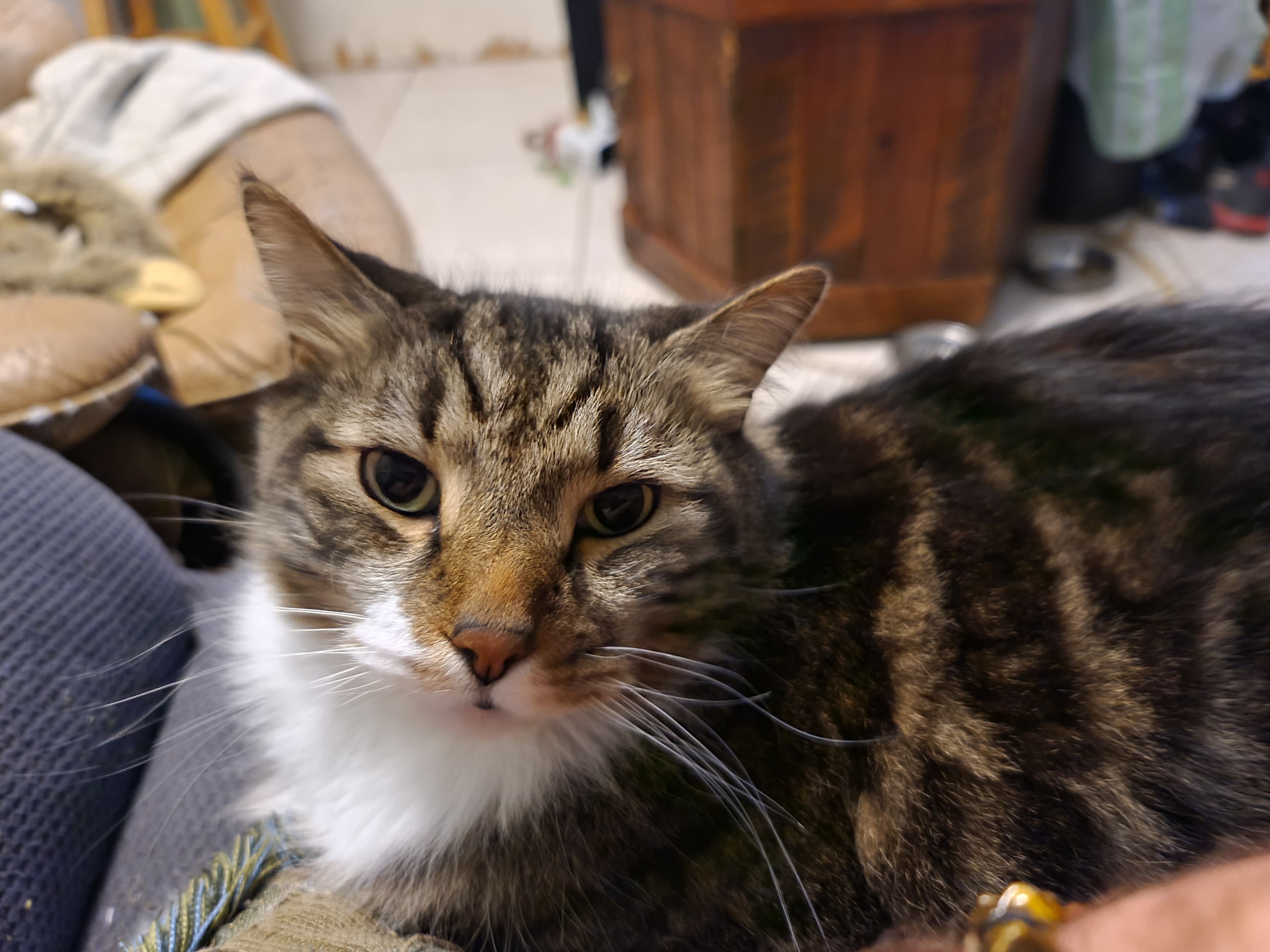 Maximus photo 5