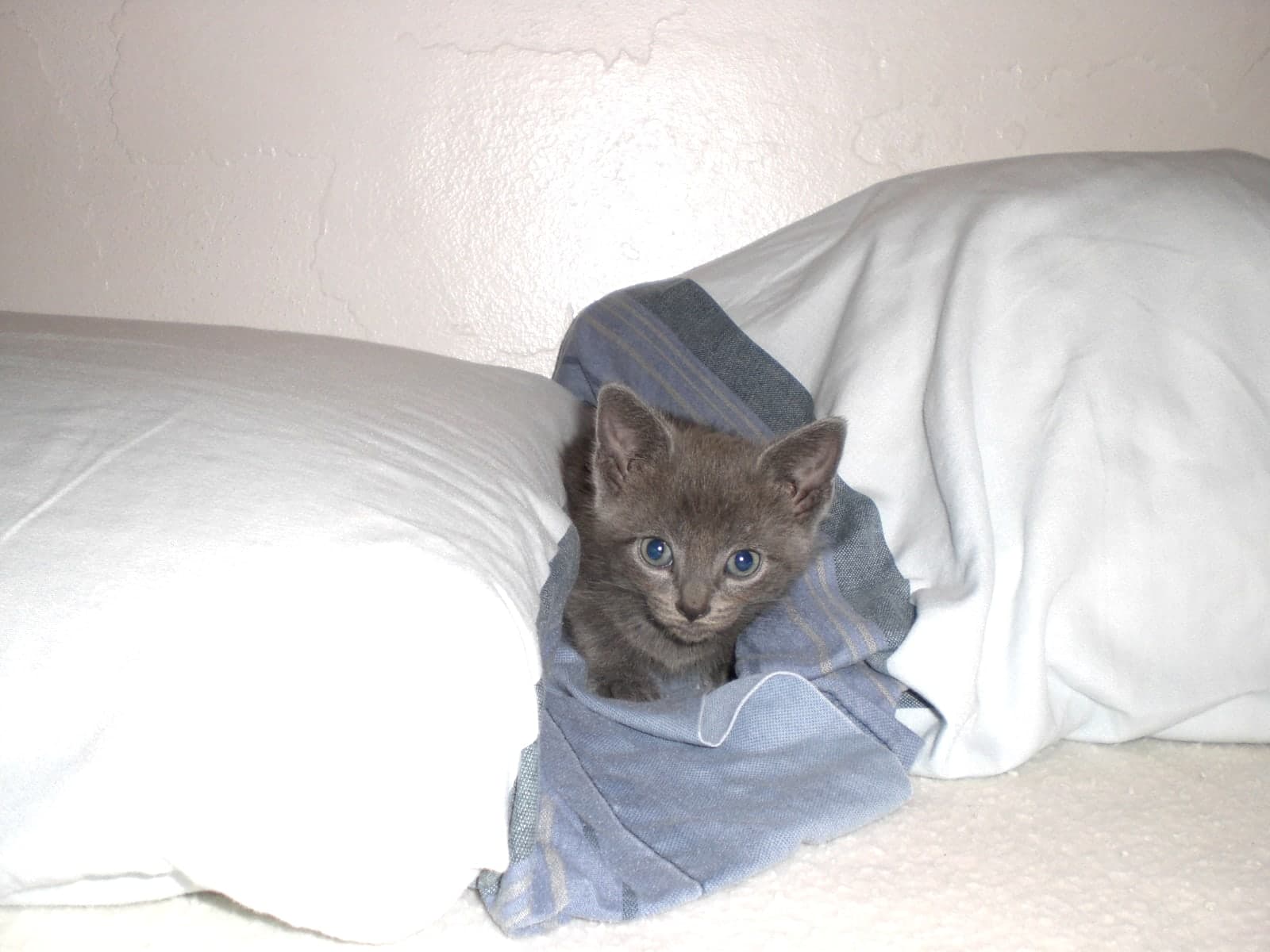 Benjamin photo 2