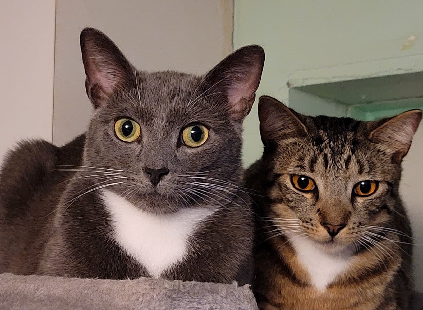 All three cats photo 3