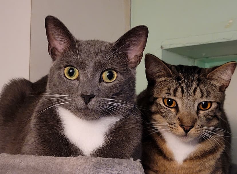 All three cats photo 3