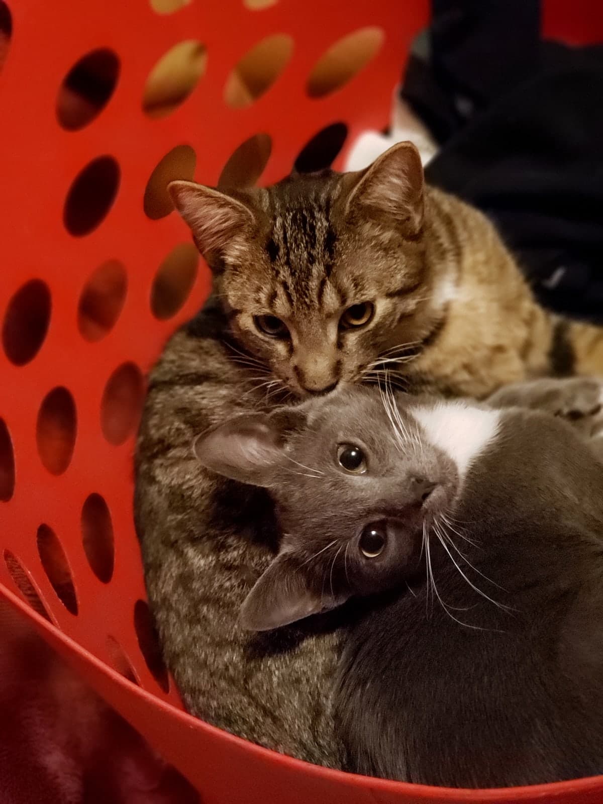 All three cats photo 4