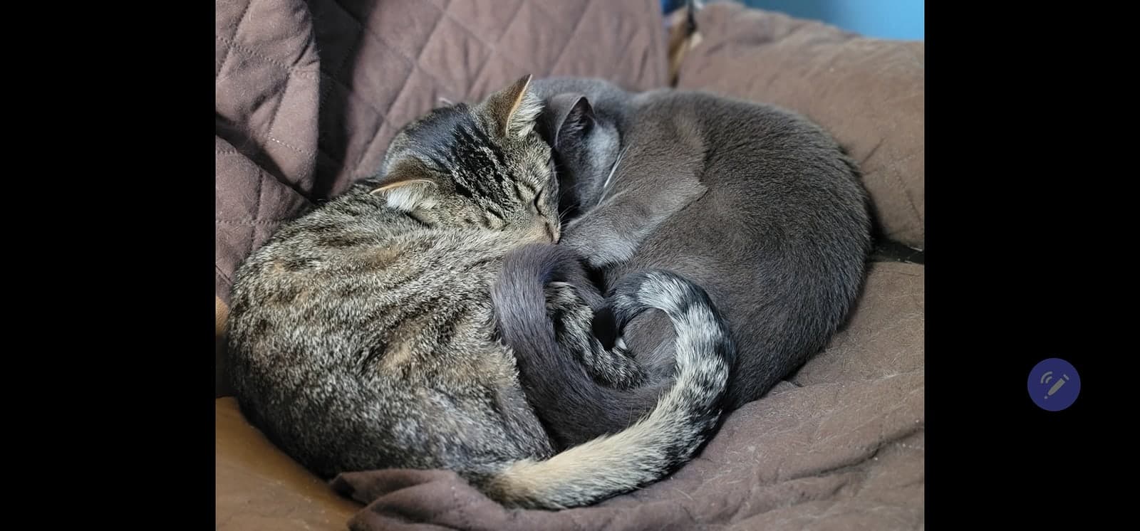All three cats photo 5