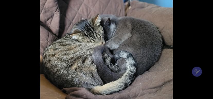 All three cats photo 5