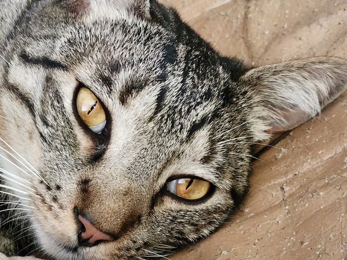 Maurice, photographed lying on his side on the floor, close up on his face