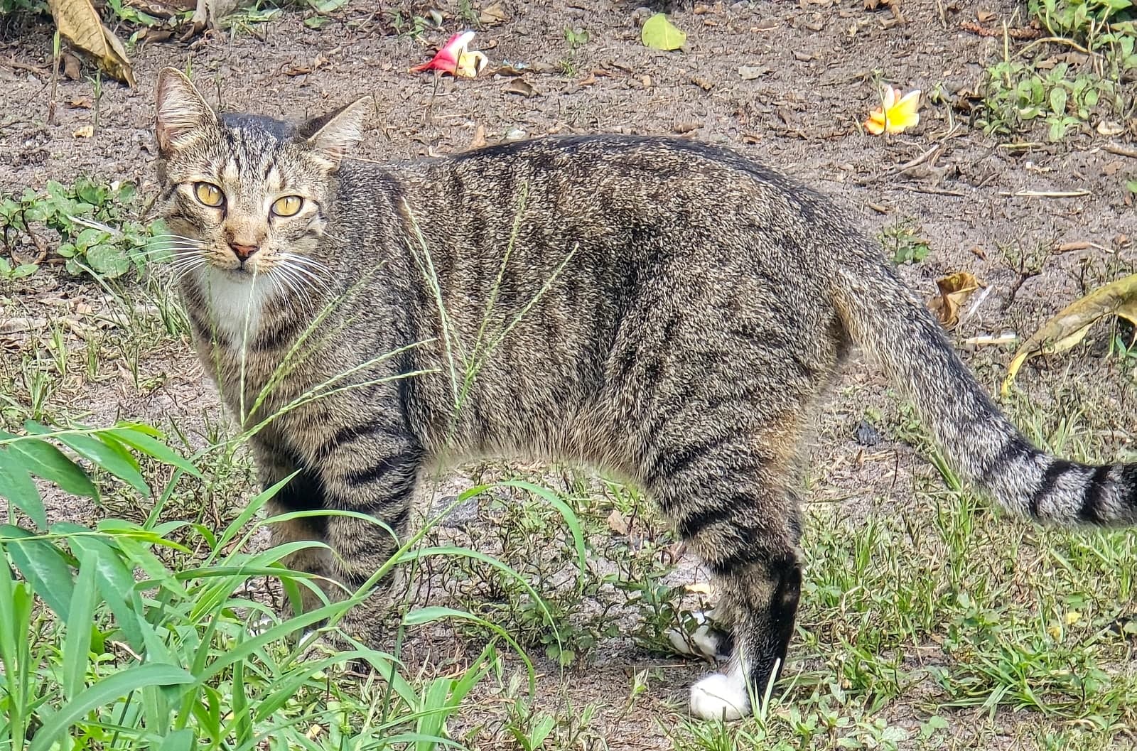 Maurice photo 16