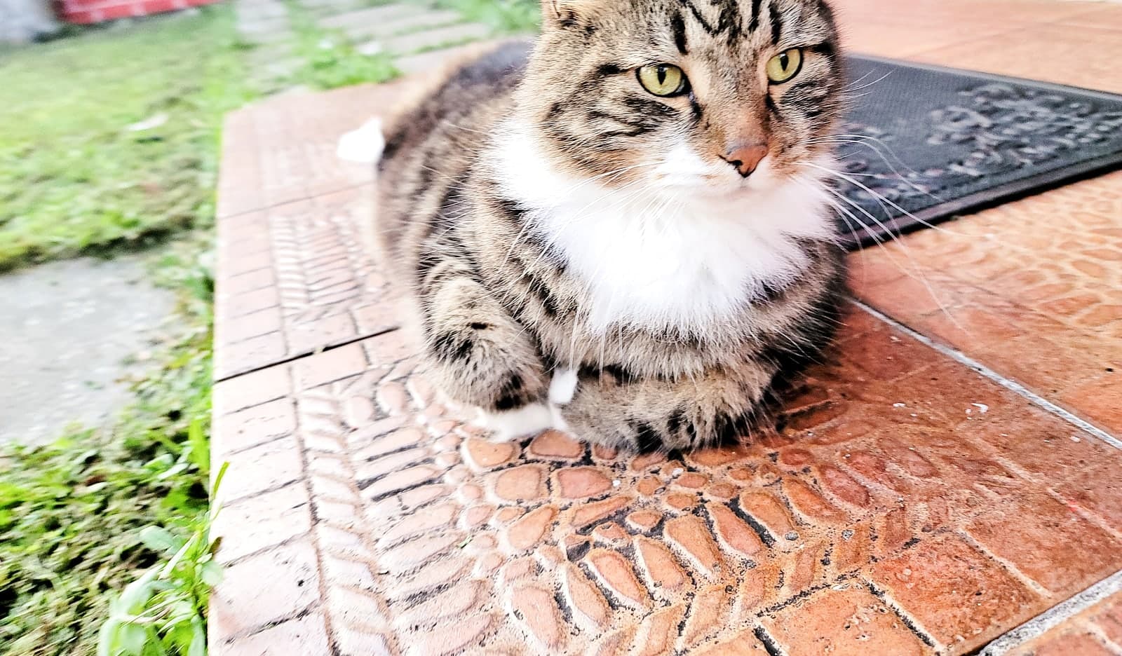 Maximus photo 9