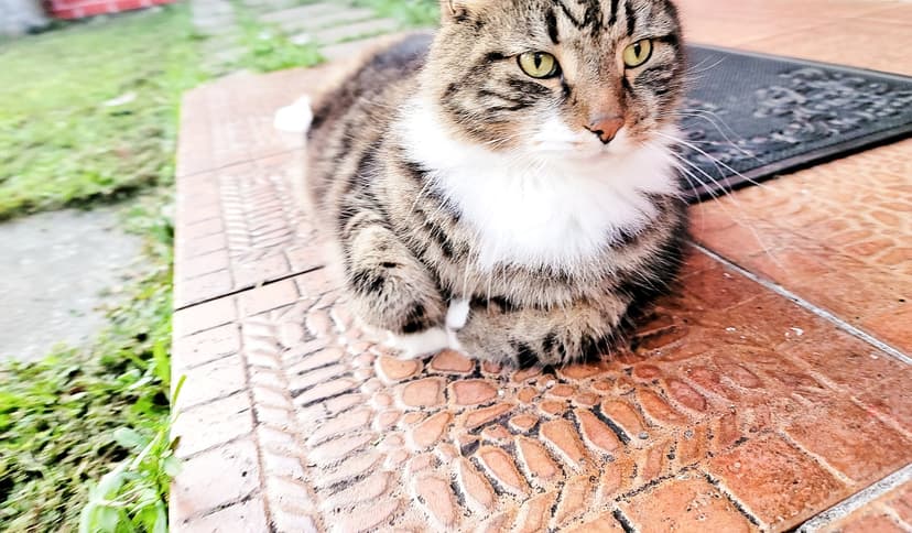 Maximus photo 9