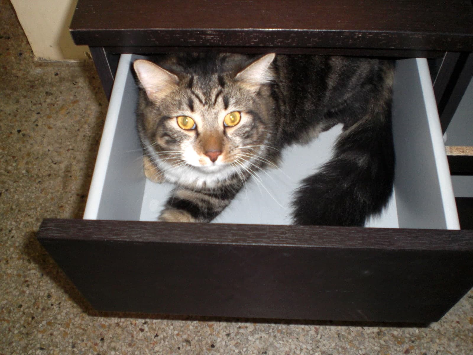 Maximus photo 2