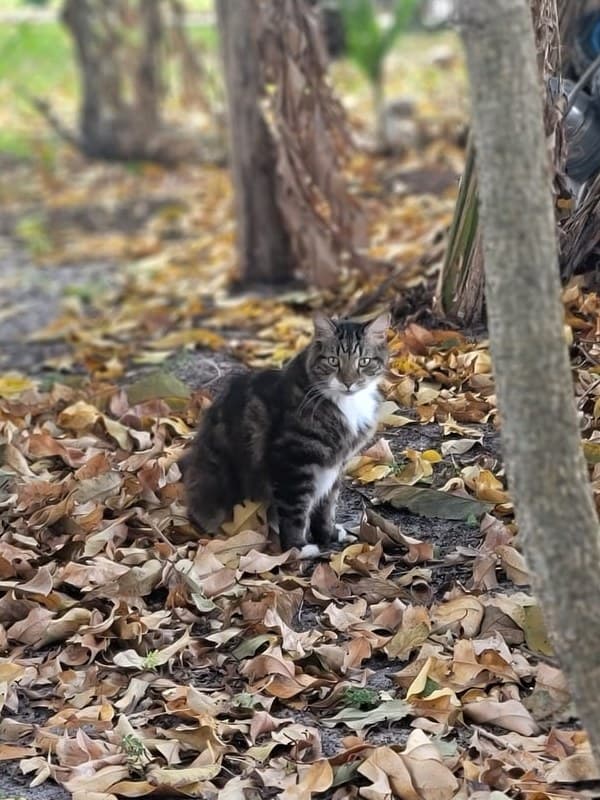 Maximus, photographed sitting in the fallen leaves in the yard