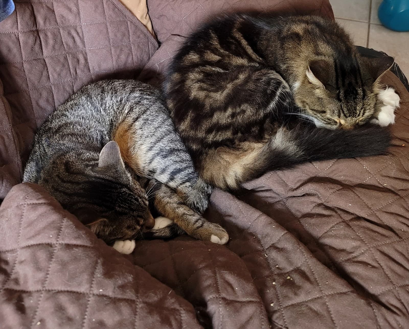 All three cats photo 6