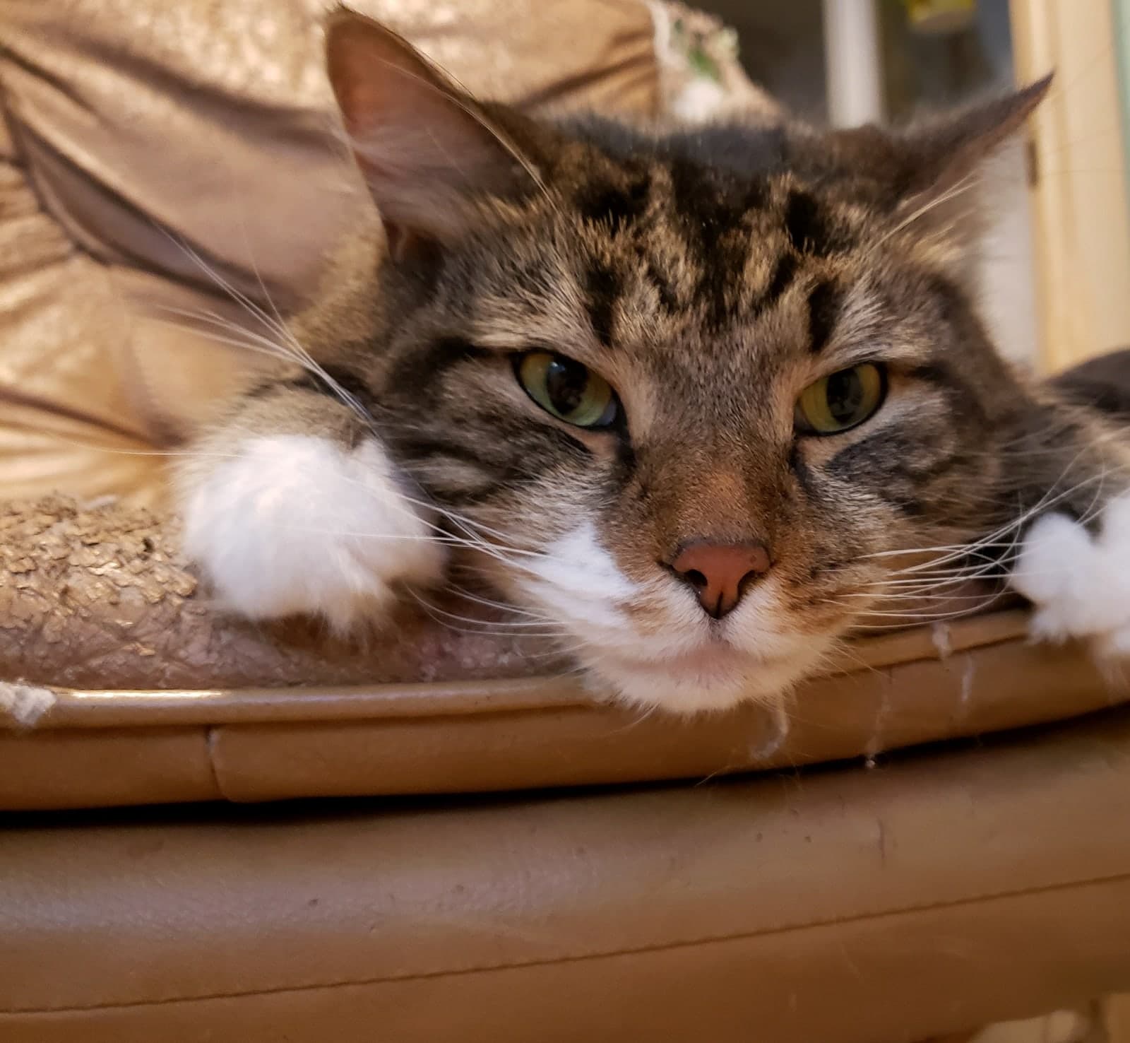 Maximus photo 4