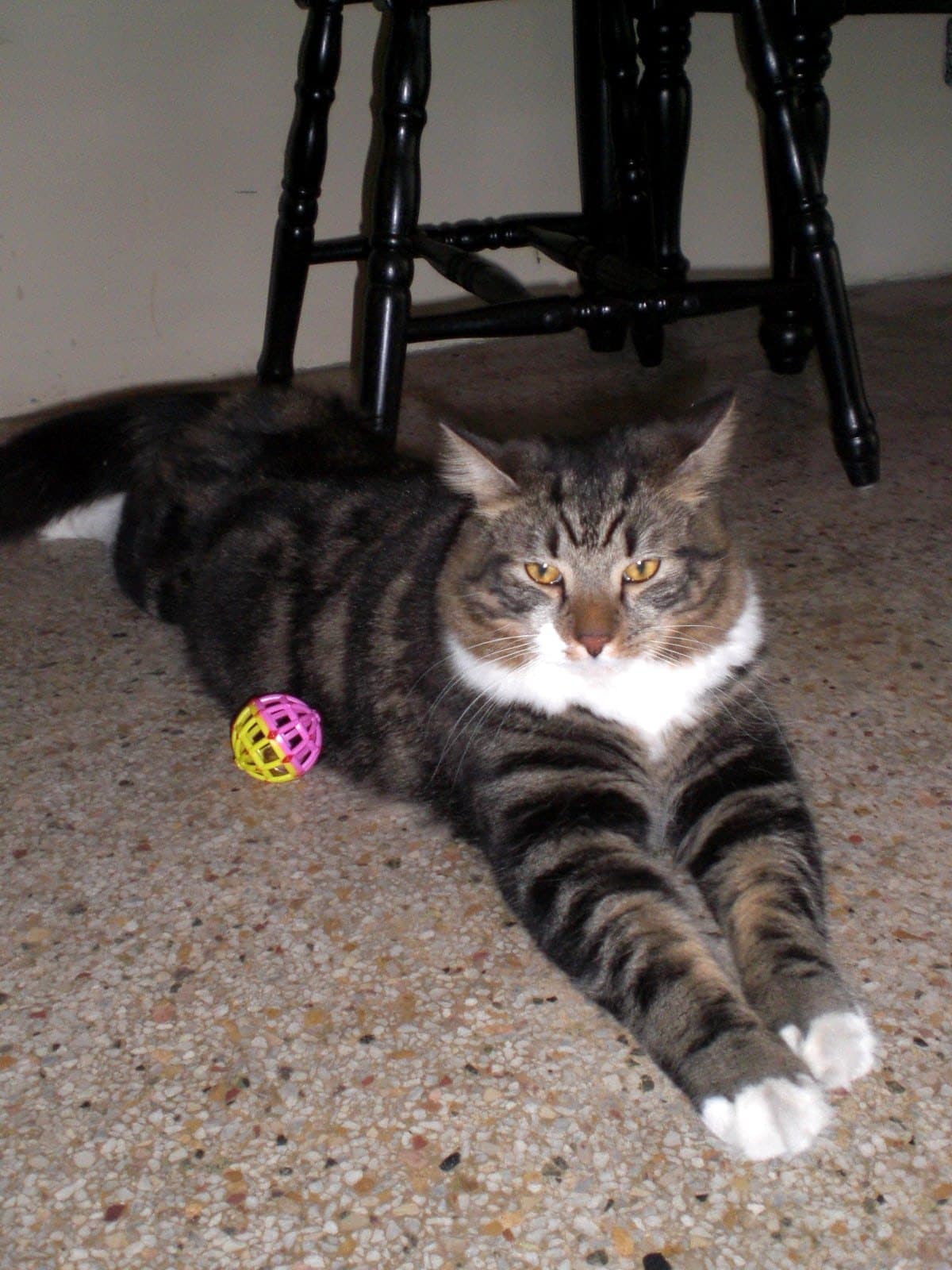 Maximus photo 11