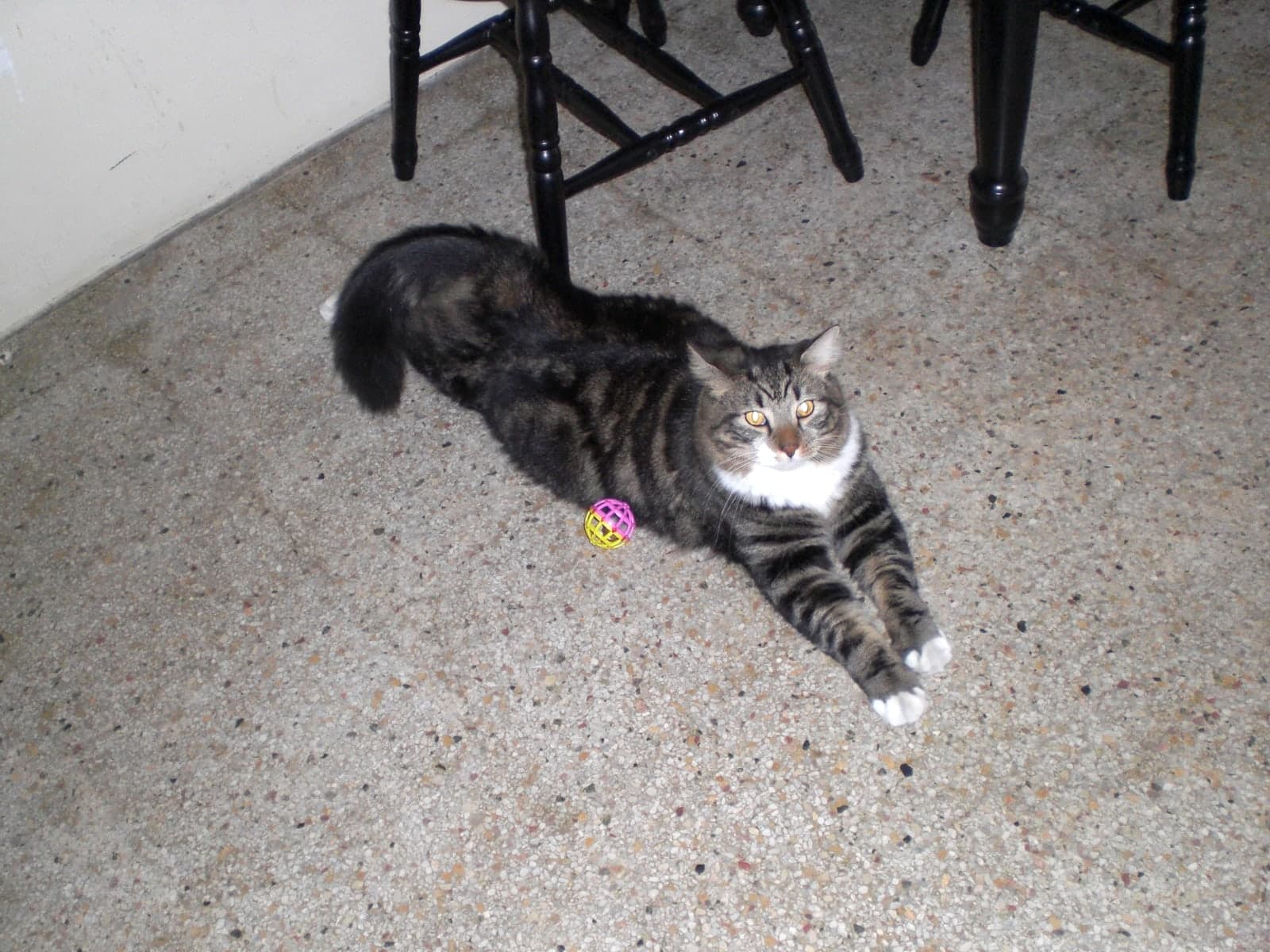 Maximus photo 1