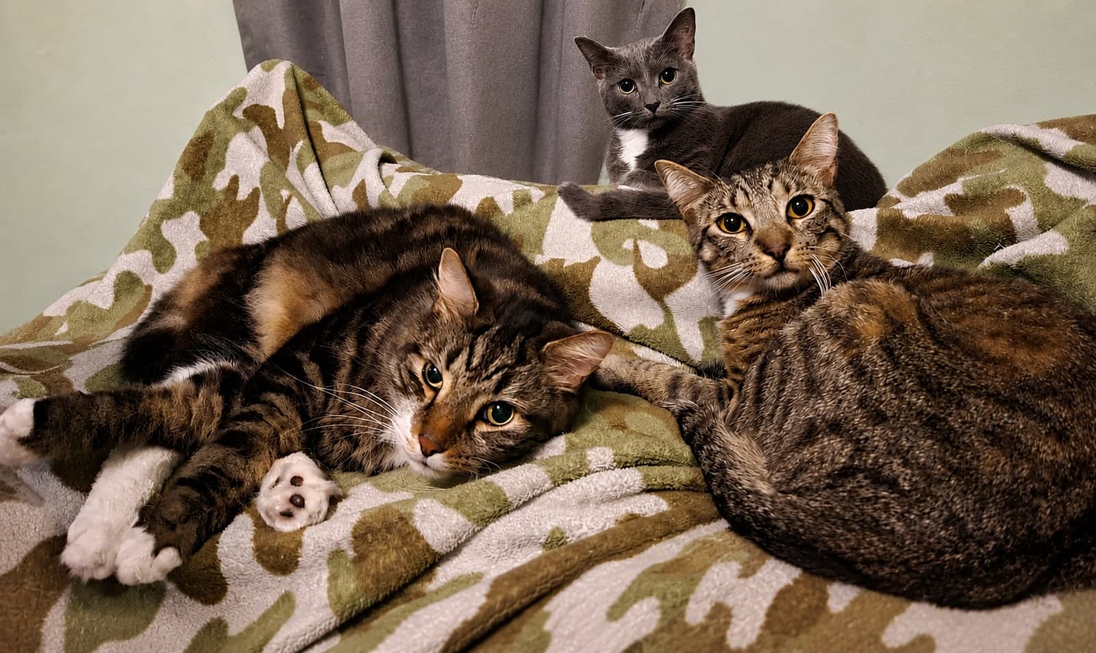 All three cats photo 2