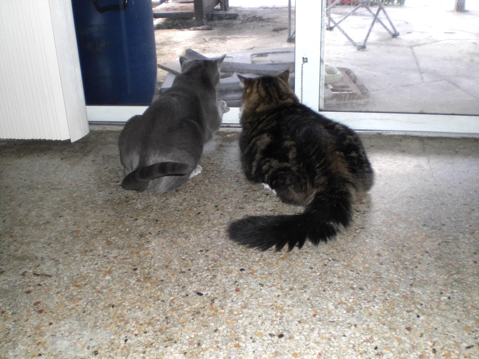 Benjamin and Maximus at the sliding door of the first house